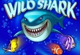 Wild Shark